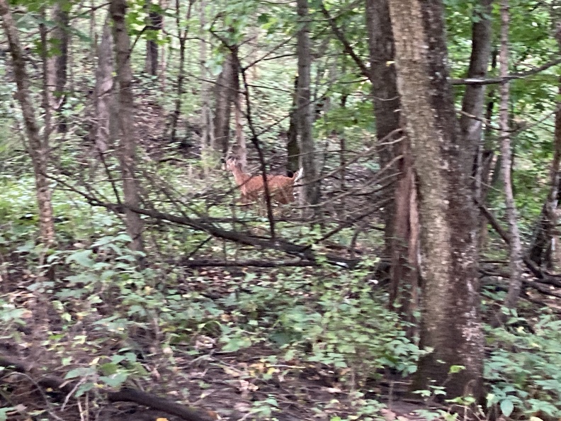 Deer in the Woods2.JPG